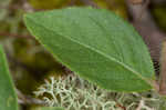 Fringeleaf wild petunia